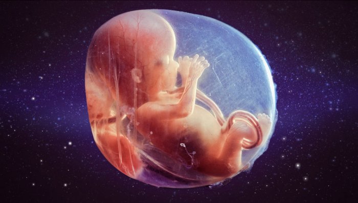laerm-motrip-embryo
