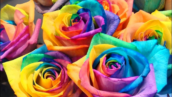 rainbow-roses