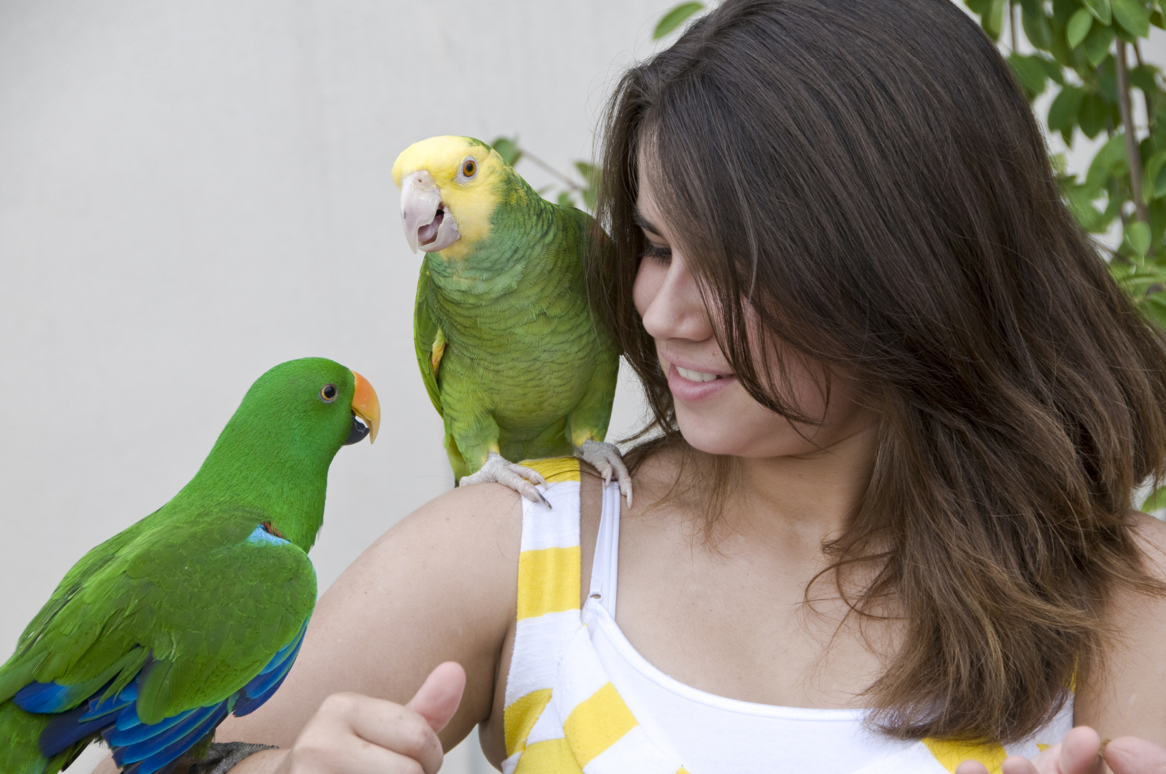 A teen caucasian girl is holding two exotic pet parrots. Electic parrot and amazon parrot. Girl is smiling and looking at one of the birds.