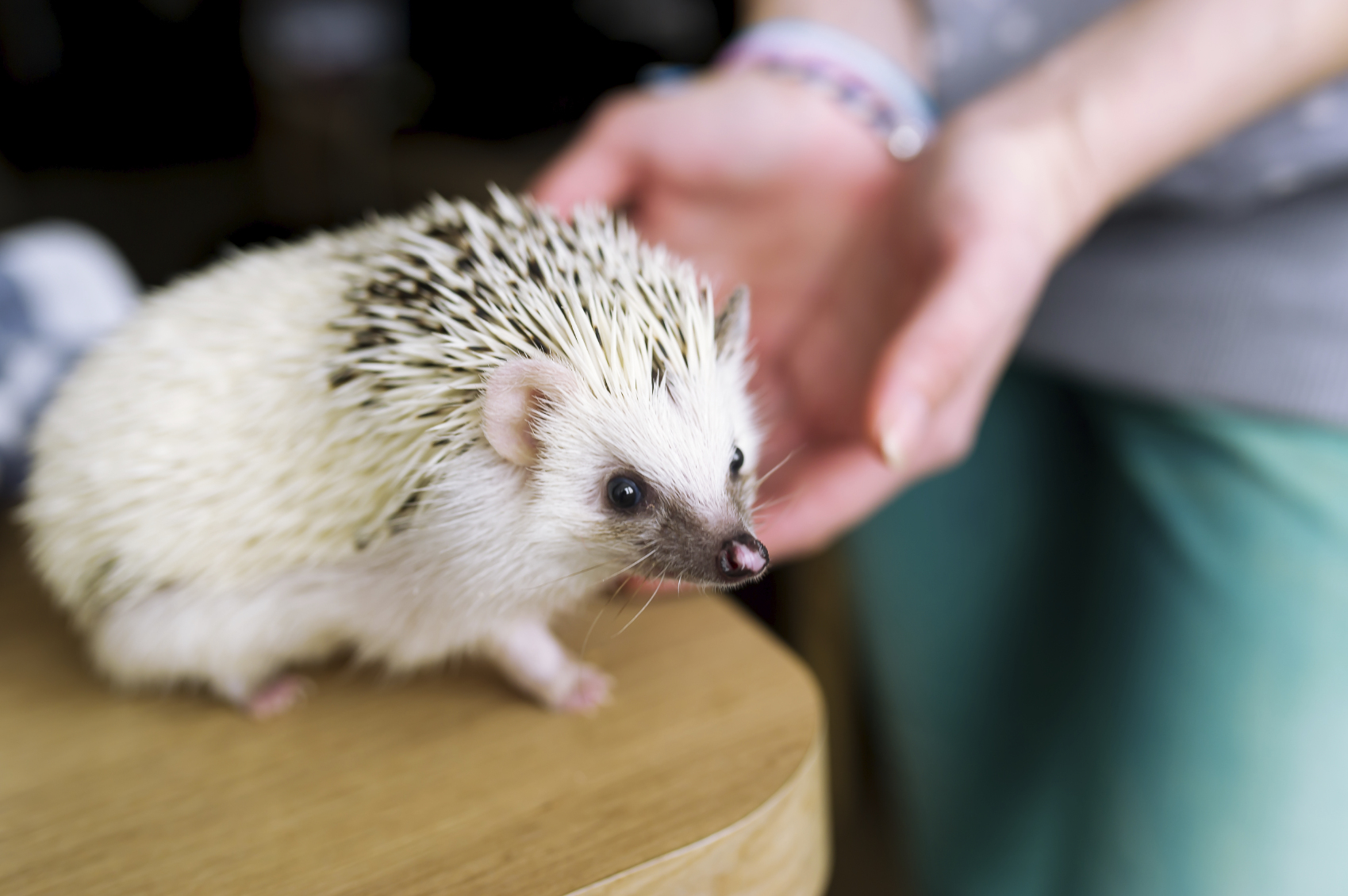 The woman takes the African hedgehog in hand