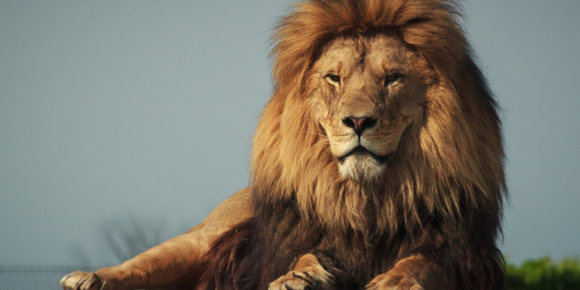 10 neparasti fakti par Lauvas zīmē dzimušajiem