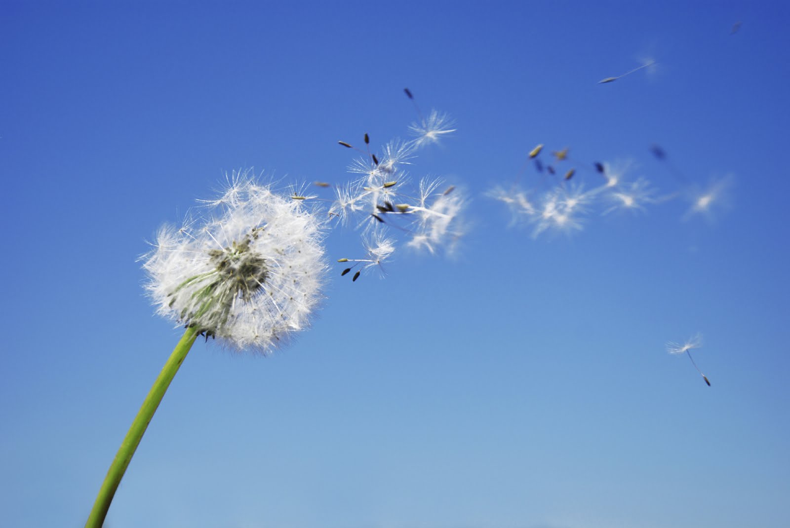 dandelion-blowing-in-the-wind