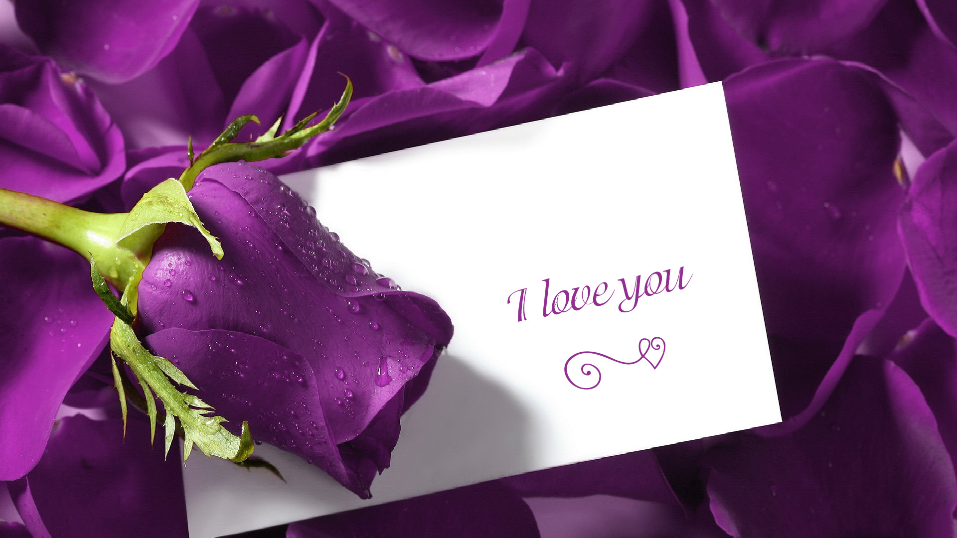 i_love_you_violet_1920x1080