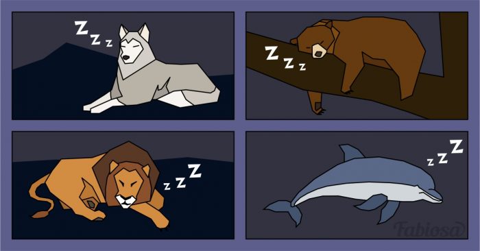 Tu esi lācis, lauva, vilks vai delfīns? Uzzini savu miega tipu!
